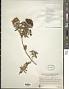 Hypericum canariense L.