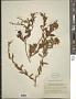 Hypericum canariense L.