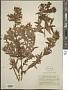 Hypericum canariense L.