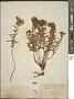 Hypericum concinnum Benth.