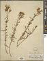 Hypericum concinnum Benth.