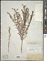 Hypericum drummondii (Grev. & Hook.) Torr. & A. Gray