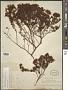 Hypericum fasciculatum Lam.