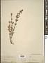 Hypericum formosum Kunth