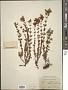 Hypericum formosum Kunth