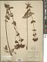 Hypericum formosum Kunth