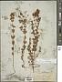 Hypericum formosum Kunth