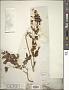 Hypericum fraseri Steud.