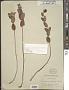 Hypericum fraseri Steud.