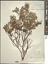 Hypericum hypericoides (L.) Crantz