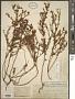 Hypericum hypericoides (L.) Crantz