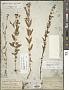 Hypericum majus (A. Gray) Britton
