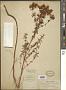 Hypericum majus (A. Gray) Britton