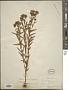 Hypericum majus (A. Gray) Britton