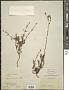 Hypericum moranense Kunth