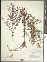 Hypericum mutilum L.