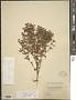 Hypericum mutilum L.