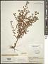 Hypericum mutilum L.