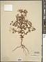 Hypericum mutilum L.