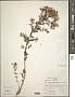 Hypericum perforatum L.