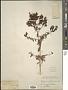 Hypericum perforatum L.