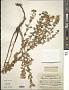 Hypericum perforatum L.