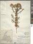 Hypericum perforatum L.