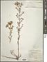 Hypericum perforatum L.