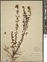 Hypericum perforatum L.