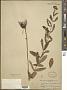 Hypericum punctatum Lam.