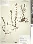 Hypericum punctatum Lam.