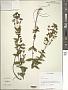Hypericum punctatum Lam.