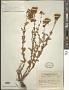 Hypericum scabrum L.
