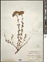 Hypericum scabrum L.