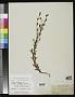 Hypericum schaffneri S. Watson