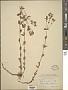 Hypericum scouleri Hook.