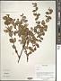 Hypericum sp.
