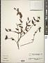 Hypericum sp.