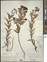 Hypericum sphaerocarpum Michx.