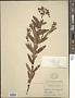 Hypericum sphaerocarpum Michx.