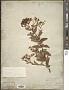 Hypericum sphaerocarpum Michx.