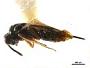 Hyperimerus corvus