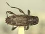 Hyperplatys griseomaculatus