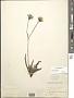 Hypochaeris glabra L.