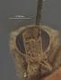 Hypomicrogaster nephta