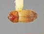 Hypothenemus apicalis