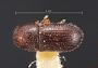 Hypothenemus pilosus