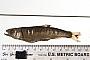 Hypsilepis coccogenis