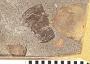 Hypsodon ? granulosus Cockerell