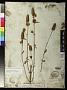 Hyptis gonocephala C. Wright ex Griseb.